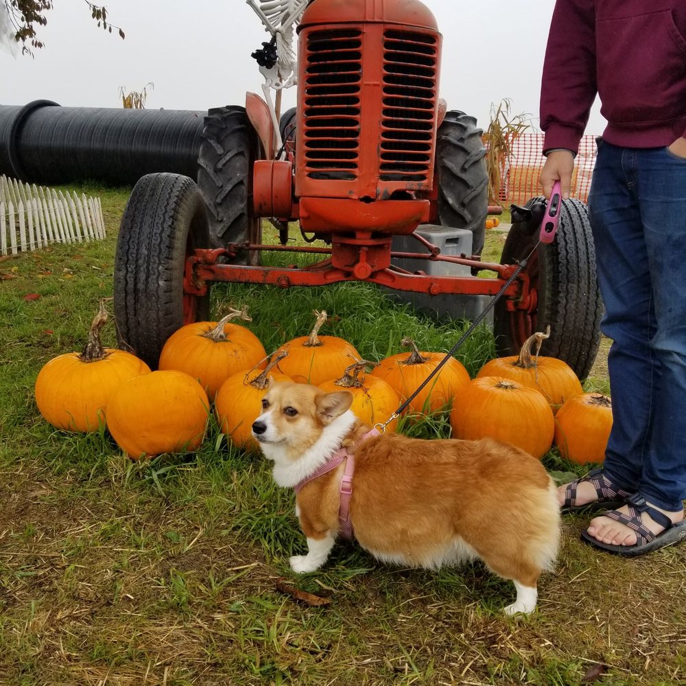 Biringer's Black Crow Pumpkins and Corn Maze - Farms Near Me - Arlington, Washington