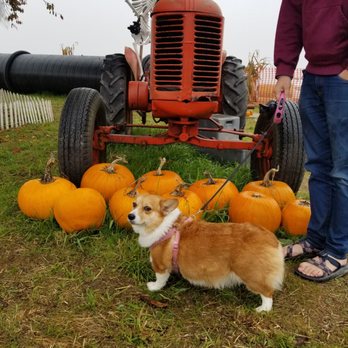 BIRINGER’S BLACK CROW PUMPKINS AND CORN MAZE - Updated August 2024 - 20