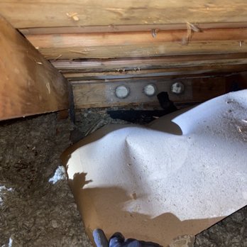 Attic Crew - Another nest - Pest Control Near Me - Renton, Washington