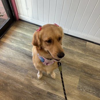 Fluff City Pet Spa - Luna's first grooming appointment - Pet Groomers Near Me - Newbury Park, California