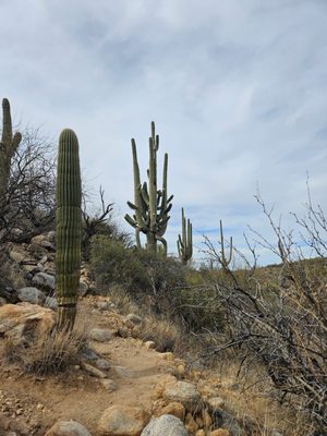 Catalina State Park by null