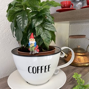 Java Garden - Decor - Coffee & Tea Near Me - San Diego, California