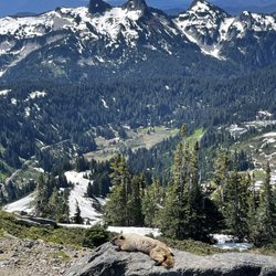 Panorama Point Overlook - My spirit guide Margo, chilling on a rock and enjoying the view at pano point