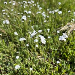 Ramona Grasslands Preserve