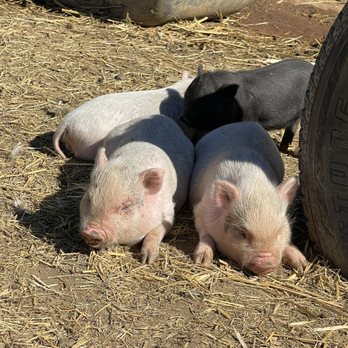 SoCalMiniPigs - Cute piglets! - Pet Breeders Near Me - Valley Center, California SoCalMiniPigs - Cute piglets! - Pet Breeders Near Me - Valley Center, California