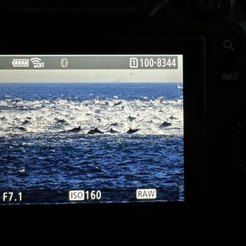 Harbor Breeze - Dolphin stampede. - Boat Charters Near Me - Long Beach, California