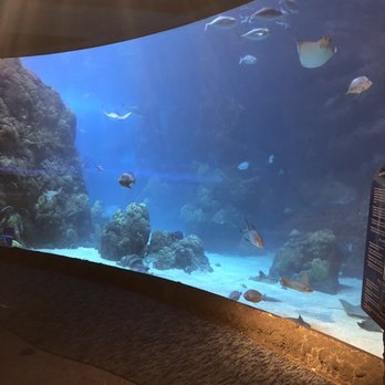 Downtown Aquarium - Museums Near Me - Denver, Colorado Downtown Aquarium - Museums Near Me - Denver, Colorado