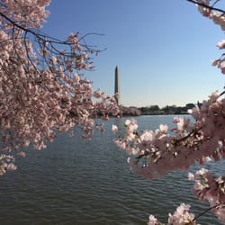 DC Military Tours - Cherry blossoms around the Tidal Pool.