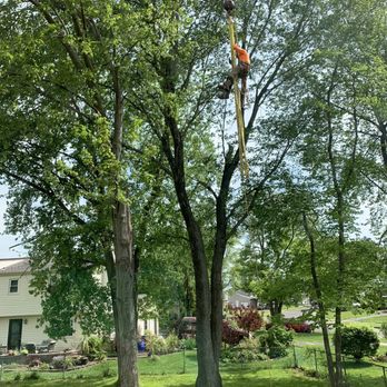 All The Above Tree Service - During - Tree Services Near Me - Bensalem, Pennsylvania