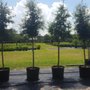 Photo of Hibernia Nursery