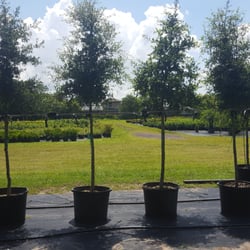 Hibernia Nursery