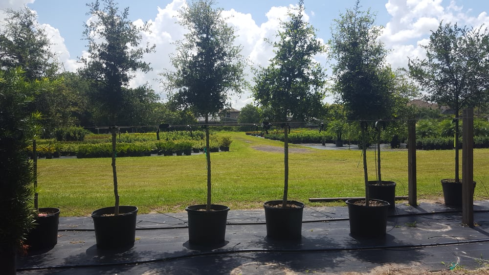 HIBERNIA NURSERY Updated August 2024 1310 Mcneil Rd, Altamonte