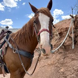 Zion Trail Rides at Jacob's Ranch