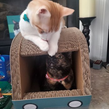 PetSmart Dog Training - Oliver & Prada loved their new buggy / scratch pad :) Merry Christmas everyone! - Pet Training Near Me - Pasadena, California PetSmart Dog Training - Oliver & Prada loved their new buggy / scratch pad :) Merry Christmas everyone! - Pet Training Near Me - Pasadena, California