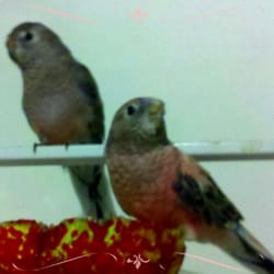 Dot's Pet Food Center - 2 bourke parakeets bought from Dot's Pet Food Center.