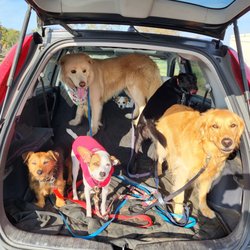 Wagging Walks - Victoria's wonderful happy pups!!