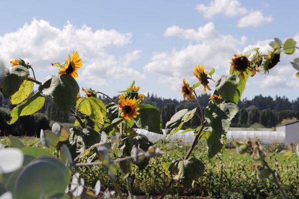 Tonnemaker Valley Farm & Woodinville Farm Stand by null