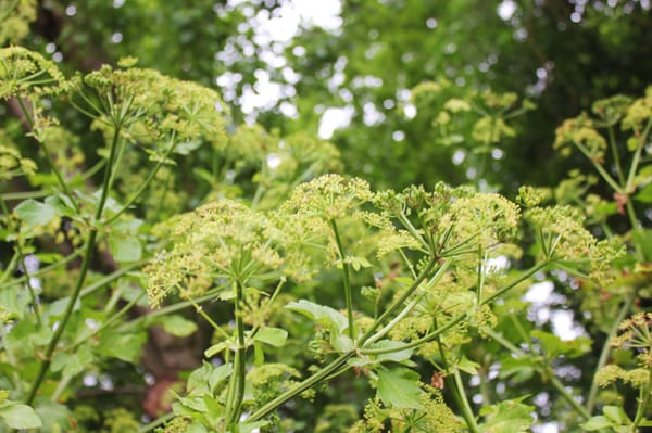 Parc aux Angéliques by null