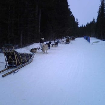 Snowy Owl Sled Dog Tours - The puppies were ready to go for a ride! - Tours Near Me - Canmore, Alberta Snowy Owl Sled Dog Tours - The puppies were ready to go for a ride! - Tours Near Me - Canmore, Alberta