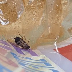 This is the bug I found in my drink at G&M Food Mart!!