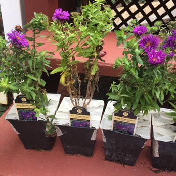 Hirt's Gardens - Unhealth Purple Dome Aster. Note all plants shipped with masking tape over top of pots-- a real PITA when readying for planting. - Nurseries & Gardening Near Me - Wadsworth, Ohio Hirt's Gardens - Unhealth Purple Dome Aster. Note all plants shipped with masking tape over top of pots-- a real PITA when readying for planting. - Nurseries & Gardening Near Me - Wadsworth, Ohio