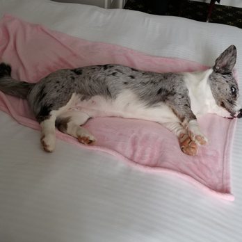 Hawthorne Hotel - Our puppy having a nap on the comfy bed. - Hotels Near Me - Salem, Massachusetts