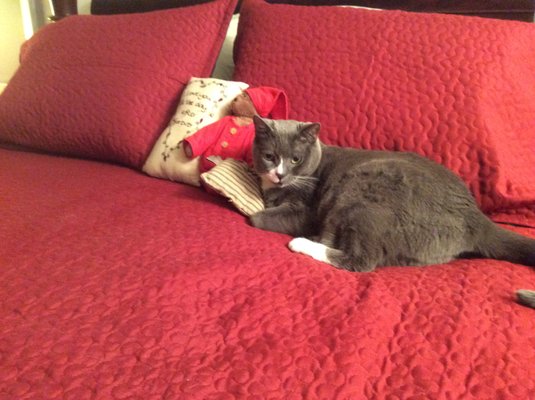 Conshohocken Veterinary Hospital 18 Reviews Veterinarians 316 W Ridge Pike Conshohocken Pa United States Phone Number