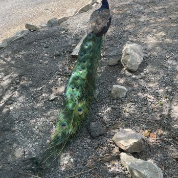 Tennessee Safari Park - Parks Near Me - Alamo, Tennessee