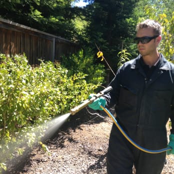 Detailed Pest Control - Pest Control Near Me - Walnut Creek, California Detailed Pest Control - Pest Control Near Me - Walnut Creek, California