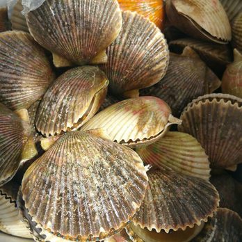 River Safari - Scallops - Boat Charters Near Me - Homosassa, Florida River Safari - Scallops - Boat Charters Near Me - Homosassa, Florida