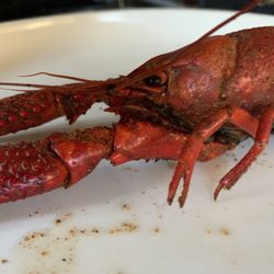 C J Maggie's - Love the crawfish, and the ice cream the spaghetti and meatballs looked like something you'd get at the supermarket