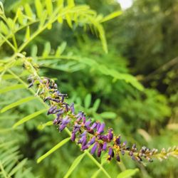 Ned & Faye Dudley Nature Center - False indigo bush
