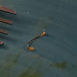 Piece of metal bristle brush broke off in my chicken tikka masala Piece of metal bristle brush broke off in my chicken tikka masala