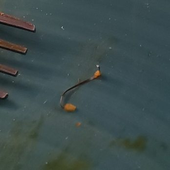 Masala Cafe - Piece of metal bristle brush broke off in my chicken tikka masala - Indian Near Me - Peoria, Illinois Masala Cafe - Piece of metal bristle brush broke off in my chicken tikka masala - Indian Near Me - Peoria, Illinois