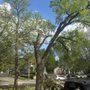 Photo of Top Notch Tree Service