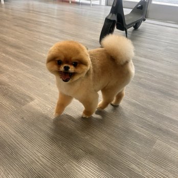 21 Pooch - Asian fusion hair cut - Pet Groomers Near Me - Los Angeles, California