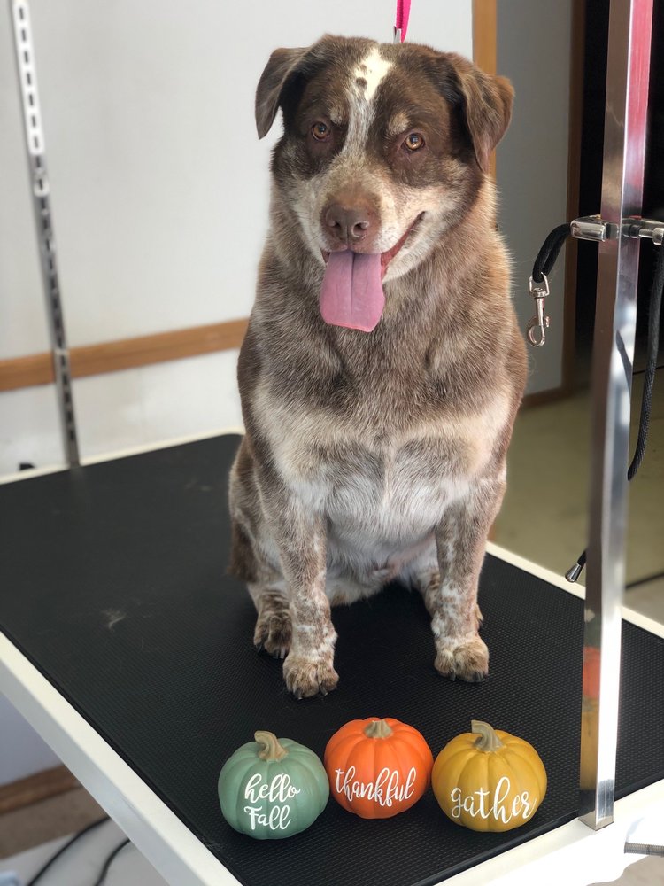 SHAMPOOCHES DOG GROOMING 15 Photos 1735 Main St, Alton, Illinois