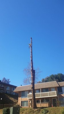🦠 Disease Prevention – Protect Your Trees & Plants! - Safeguard your greenery with our tree and plant disease prevention services. We diagnose and treat issues before they spread, keeping your landscape thriving.

📞 Call us today for a FREE consultation! (760) 613-5430 | (760) 586-4406