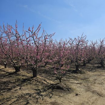 Fresno County Blossom Trail - Pink Blossoms, Wide View - Local Flavor Near Me - Fresno, California Fresno County Blossom Trail - Pink Blossoms, Wide View - Local Flavor Near Me - Fresno, California