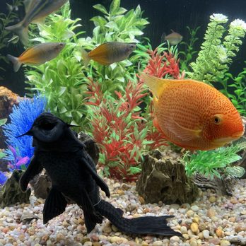 Diamond Aquatics - Very happy fishies !!! - Aquarium Services Near Me