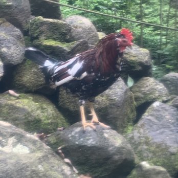 Ali'i Kayaks - The All-American Rooster. I loved this guy. - Tours Near Me - Kapaa, Hawaii Ali'i Kayaks - The All-American Rooster. I loved this guy. - Tours Near Me - Kapaa, Hawaii