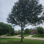 Photo of Aaron's Tree Service