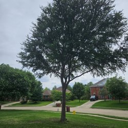 Aaron's Tree Service - High and tight