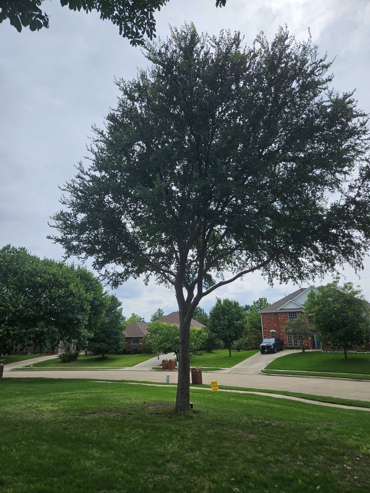 Aaron's Tree Service - tree service in Mesquite, TX