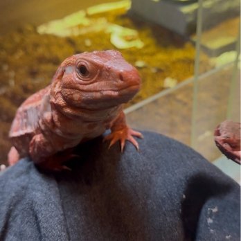 Pets Plus - Spoon feeding their food lol - Pet Stores Near Me - Vista, California Pets Plus - Spoon feeding their food lol - Pet Stores Near Me - Vista, California