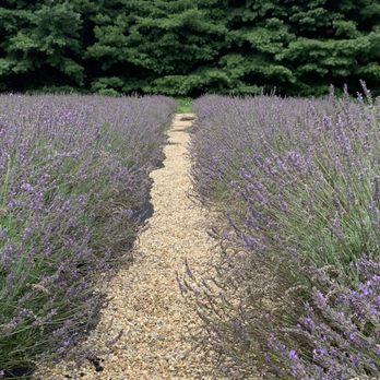 Shades of Lavender - Attraction Farms Near Me - Mattawan, Michigan Shades of Lavender - Attraction Farms Near Me - Mattawan, Michigan