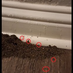 Brookdale - Adjacent ant hills