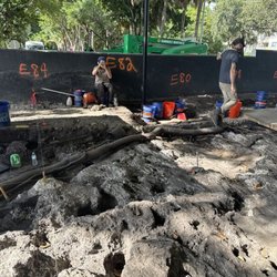 Treemendous Consulting Group - Exposed tree root system on top of unique oolite limestone  foundation