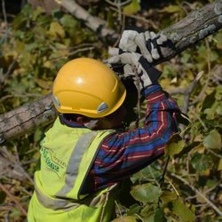 Rivas Tree Service