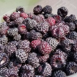 Samascott Orchards - Black Raspberries